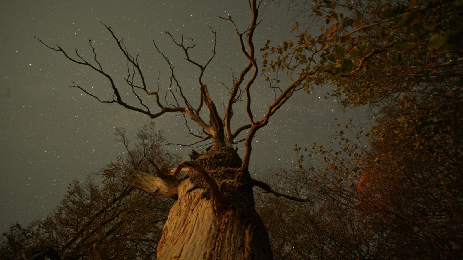 Szenenbild 1 vom Film Das geheime Leben der Bäume